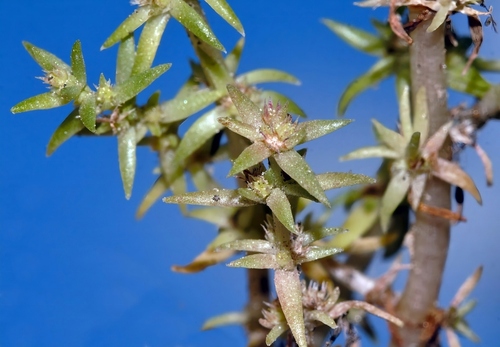 Crassula rhodesica