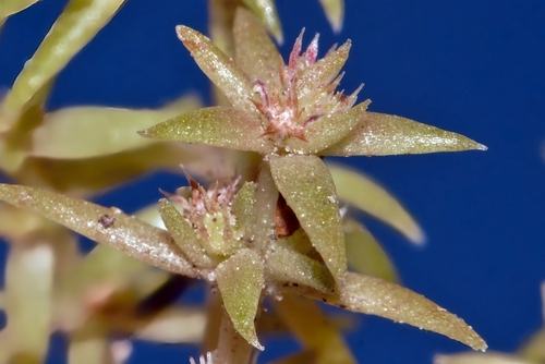 Crassula rhodesica