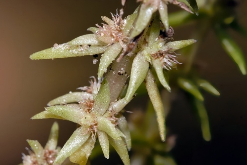 Crassula rhodesica