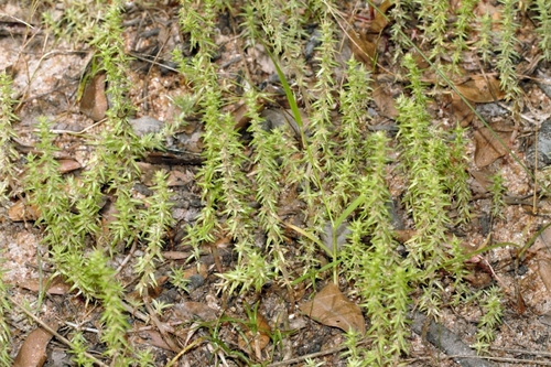 Crassula rhodesica