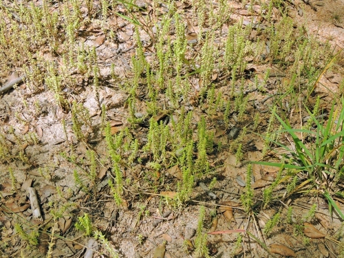 Crassula rhodesica