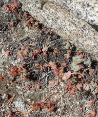 Sedum obtusatum
