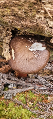 Pluteus