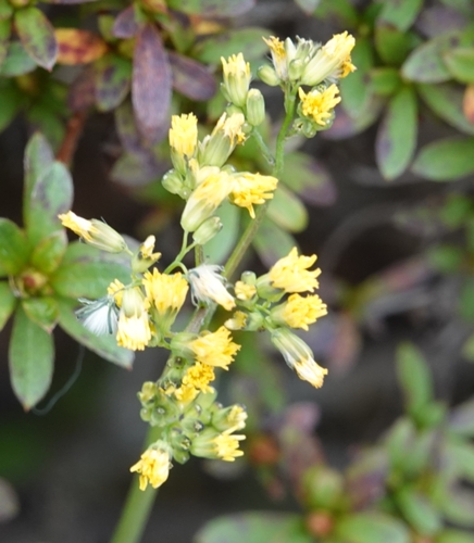 Image of Crepidiastrum denticulatum by no rights reserved