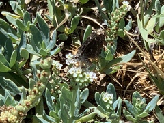 Hesperopsis alpheus