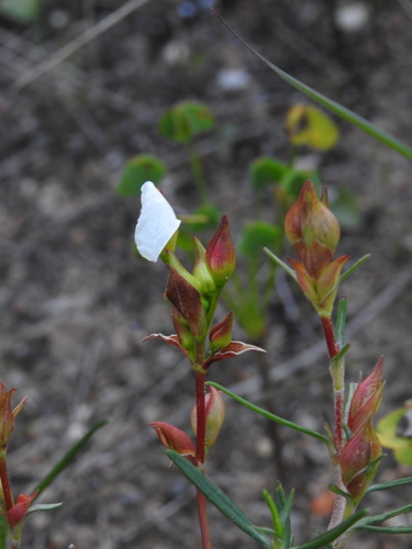 Cistus libanotis, photograph 6