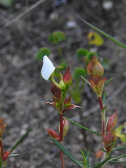 Cistus libanotis, photograph (c) Duarte Frade, some rights reserved (CC BY)