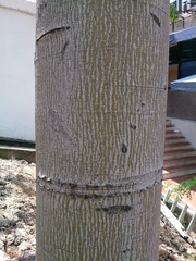 Ceiba pentandra