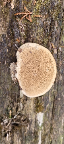 Fomitopsis dickinsii