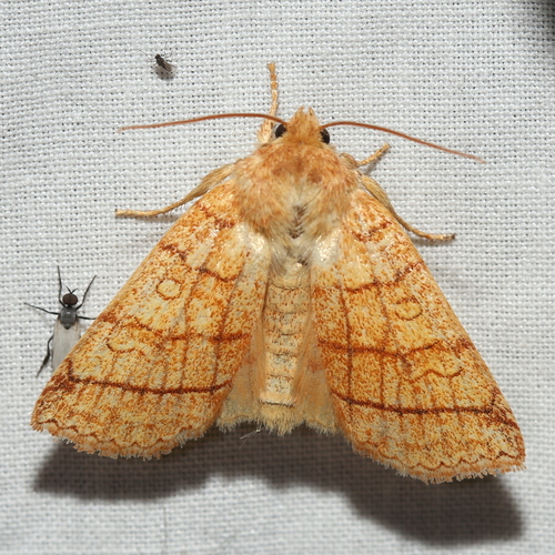 Mustard Sallow photo 5