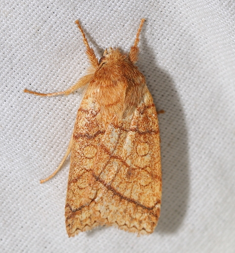 Mustard Sallow Moth