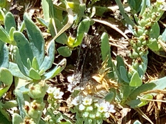 Hesperopsis alpheus