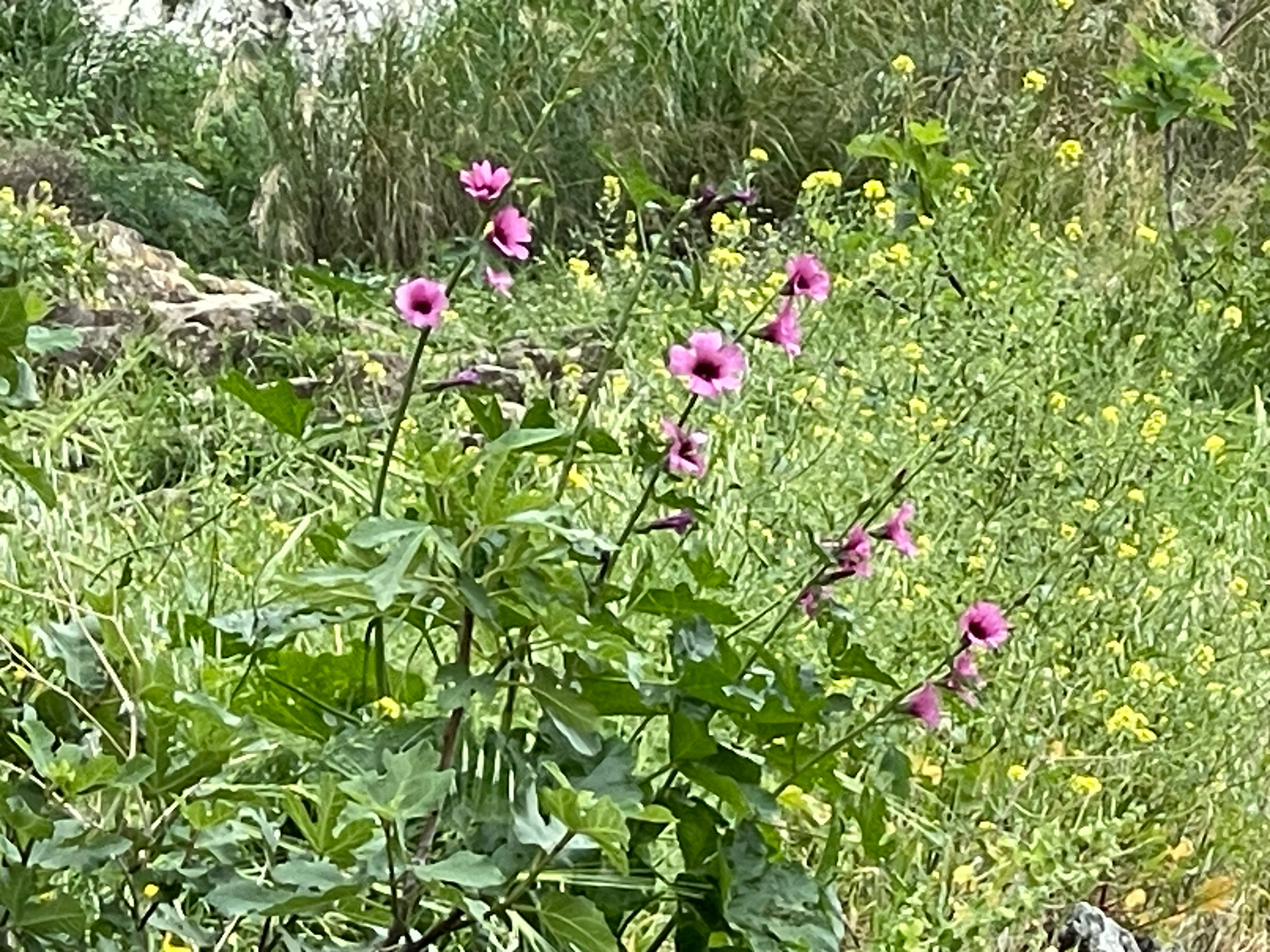 Imagem de Malva-rosa