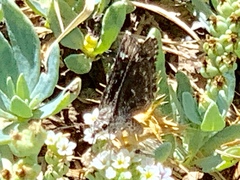Hesperopsis alpheus