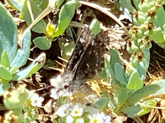 Hesperopsis alpheus