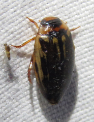 Coptotomus longulus