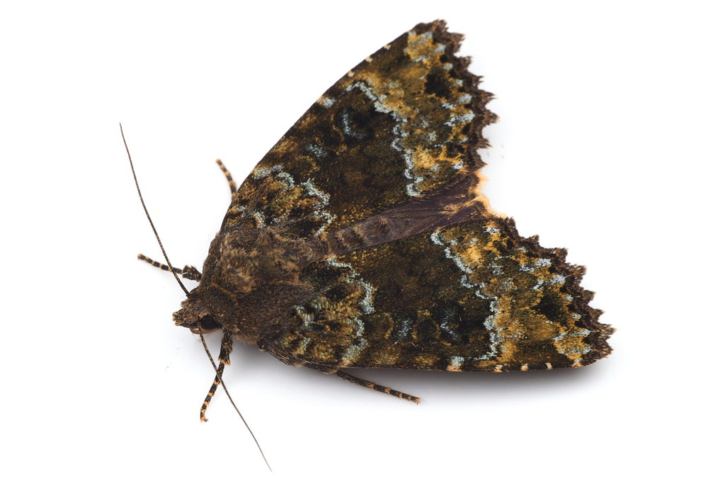 Mormo cyanea