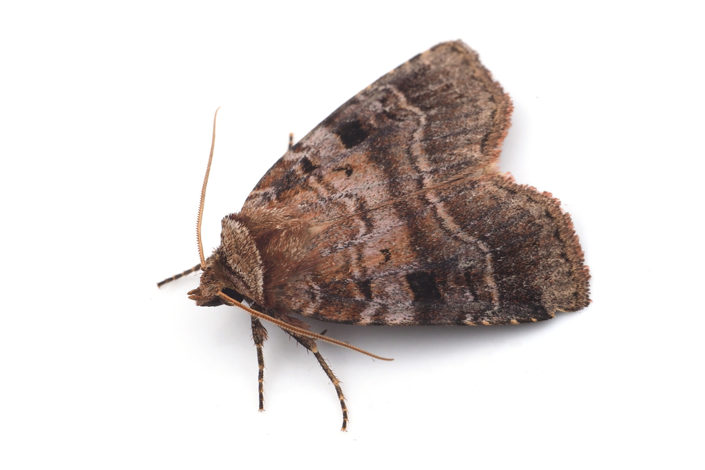 Xestia descripta