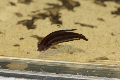 Harvey's licorice gourami (Parosphromenus harveyi) — Osphronemidae — 5