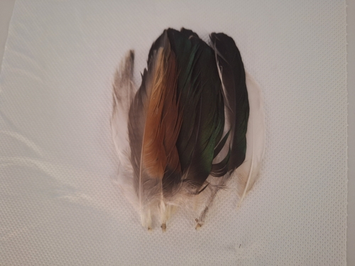 Plume de Tadorne casarca