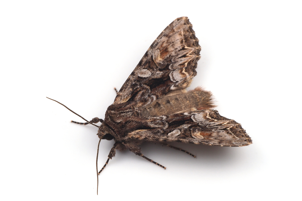 Lacanobia contrastata