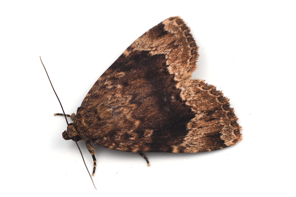 Amphipyra erebina