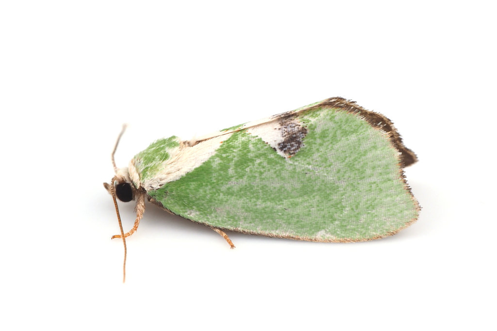 Parhylophila