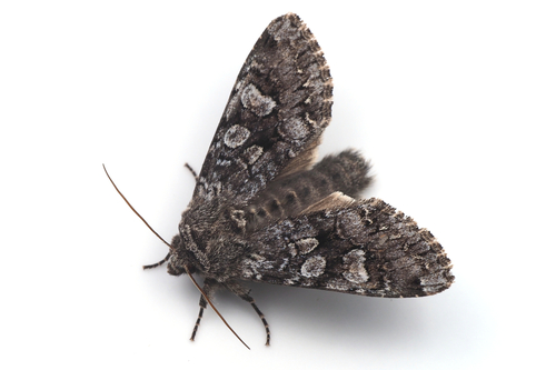 Papestra biren Goeze, 1781