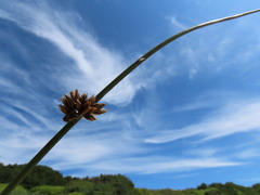 Juncus breweri