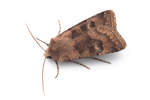 Chersotis cuprea (Denis & Schiffermüller), 1775