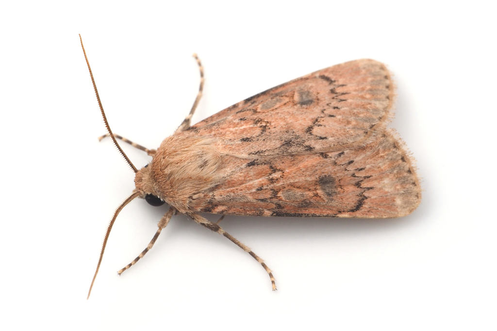 Agrotis desertorum