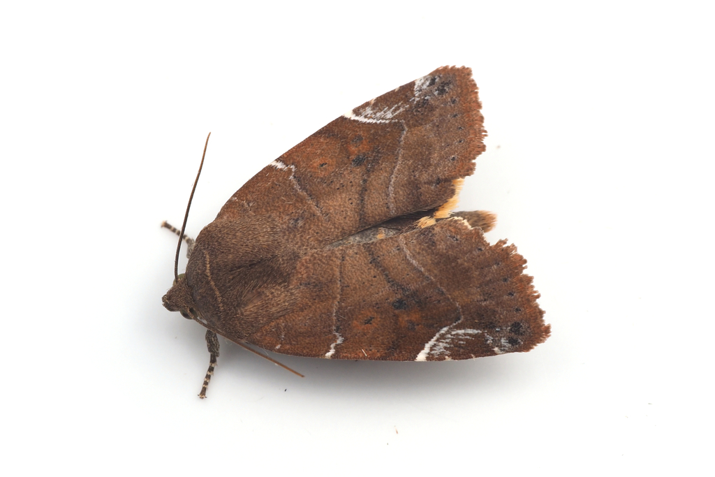 Lesser-spotted Pinion
