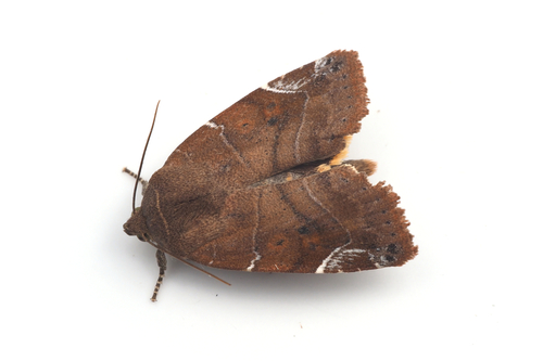 Cosmia affinis (Linnaeus, 1767)