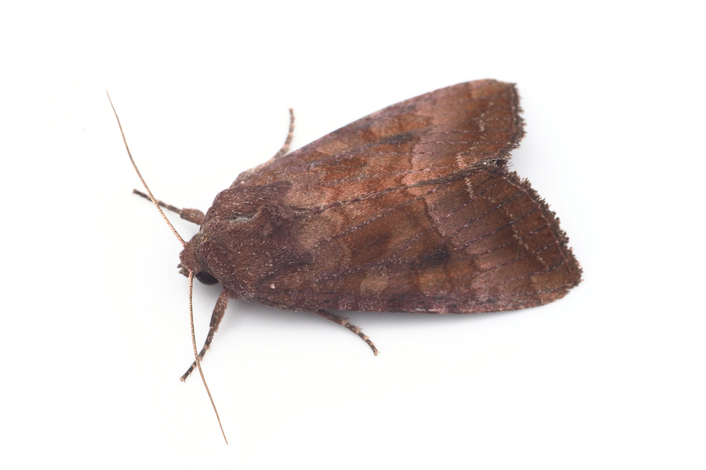Sarcopolia illoba