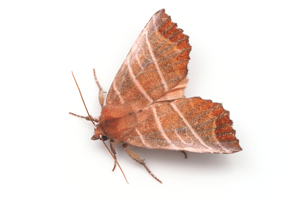 Pygopteryx suava