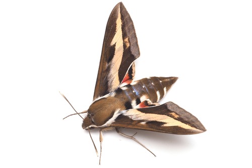 Bedstraw Hawkmoth