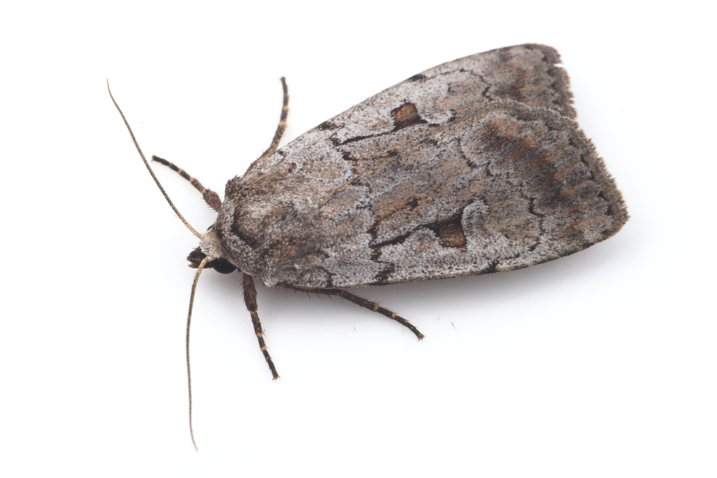 Rosy Marsh Moth
