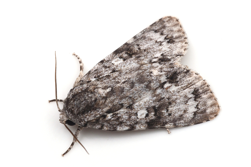 Acronicta pruinosa (Guenée, 1852)