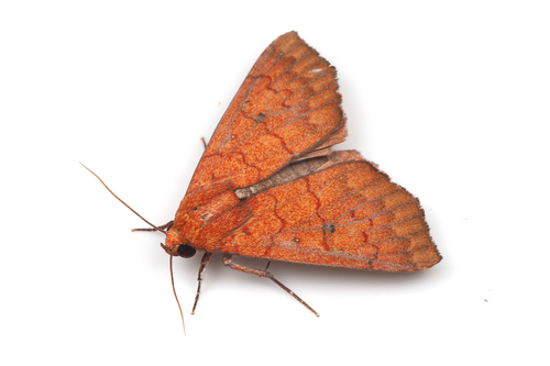 Anomis fulvida Guenée, 1852