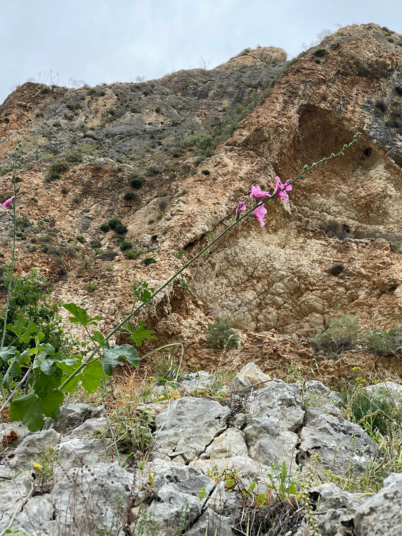 Imagem de Malva-rosa
