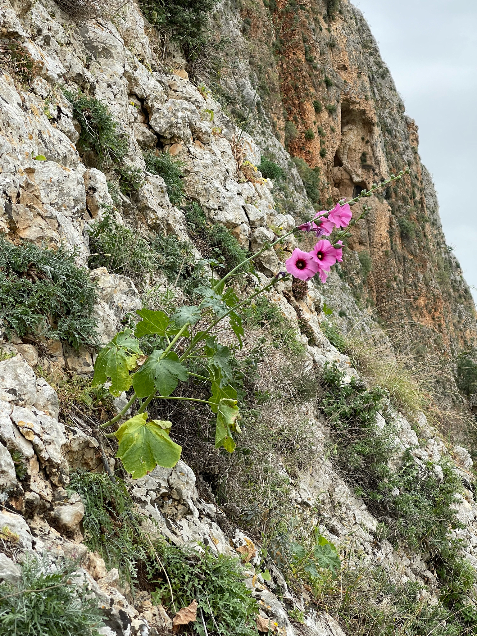 Imagem de Malva-rosa