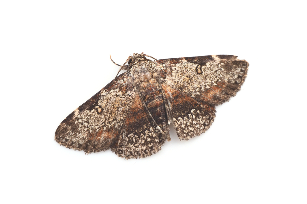 Caduca albopunctata