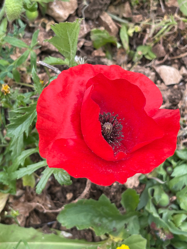 Papaver umbonatum, photograph 5