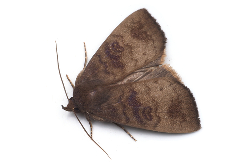 Avitta fasciosa Moore, 1882