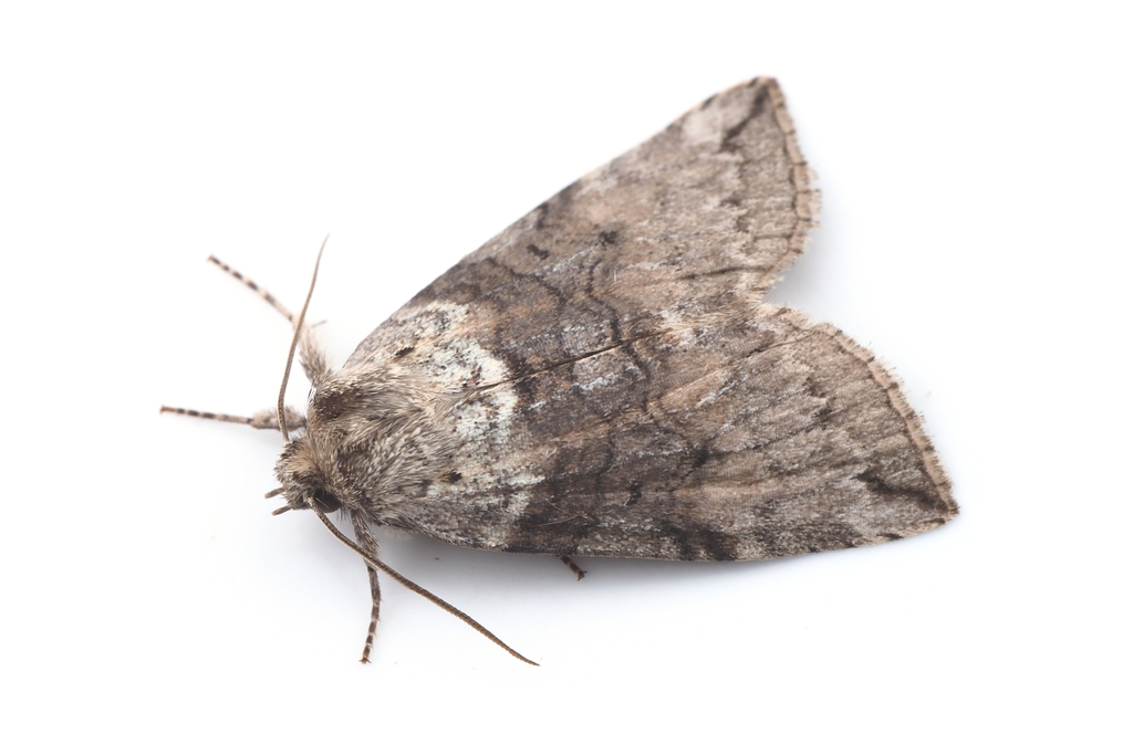 Epipsestis nigropunctata