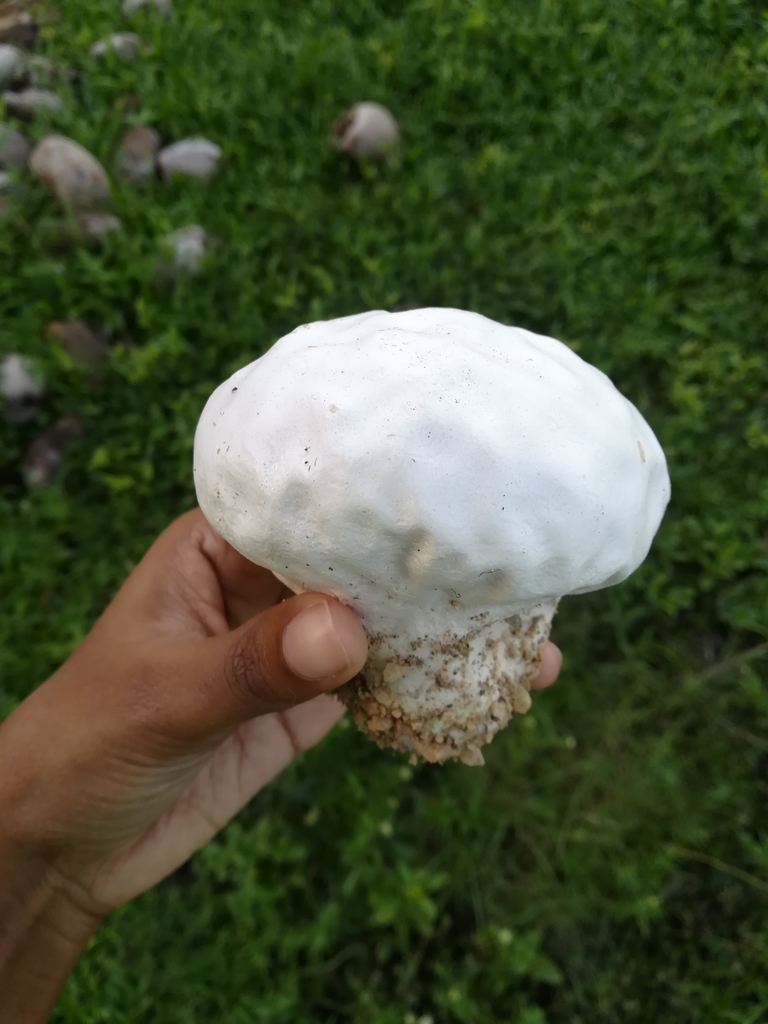 Calvatia cyathiformis · August 2019 · photo: © sav_s (iNaturalist, cc0)