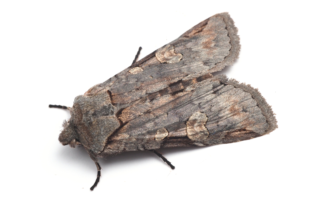 Lithophane plumbealis
