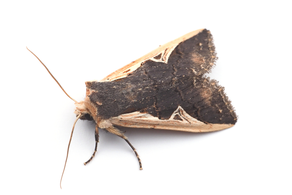 Hemiglaea