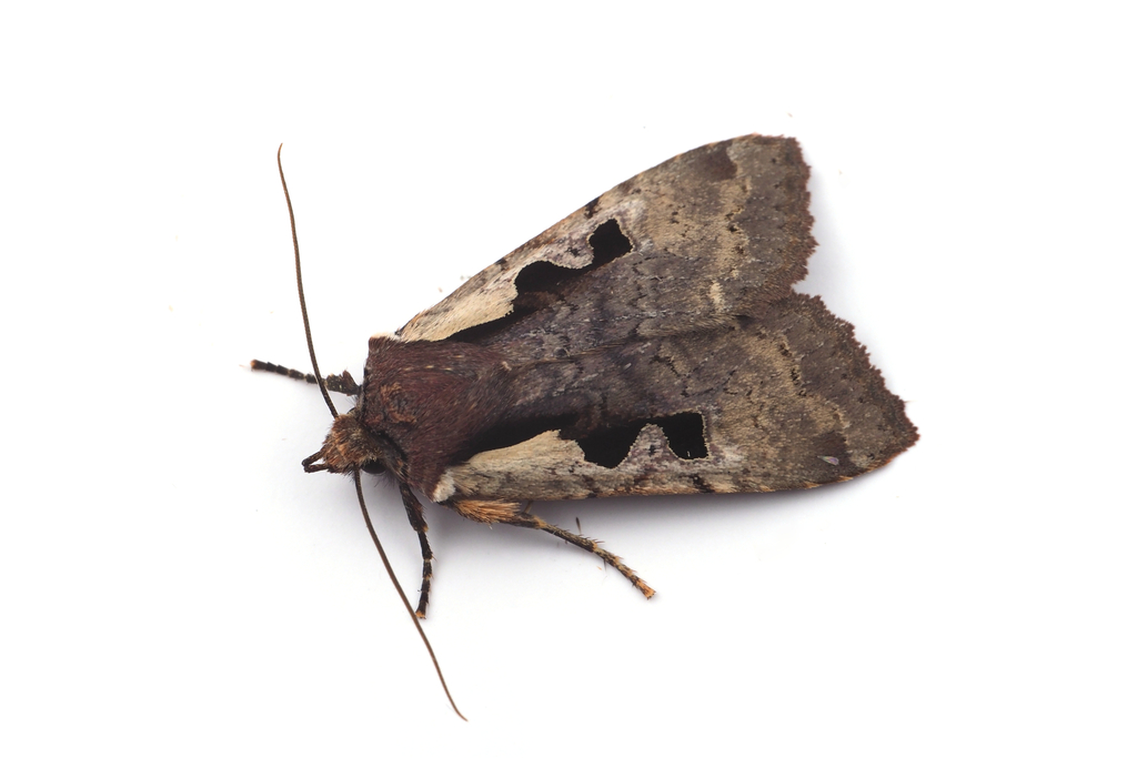Sugitania lepida