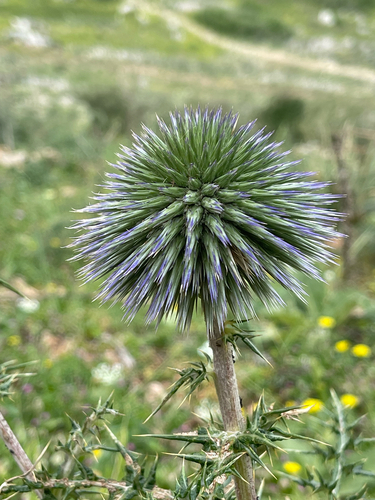 Echinops adenocaulos, photograph 5